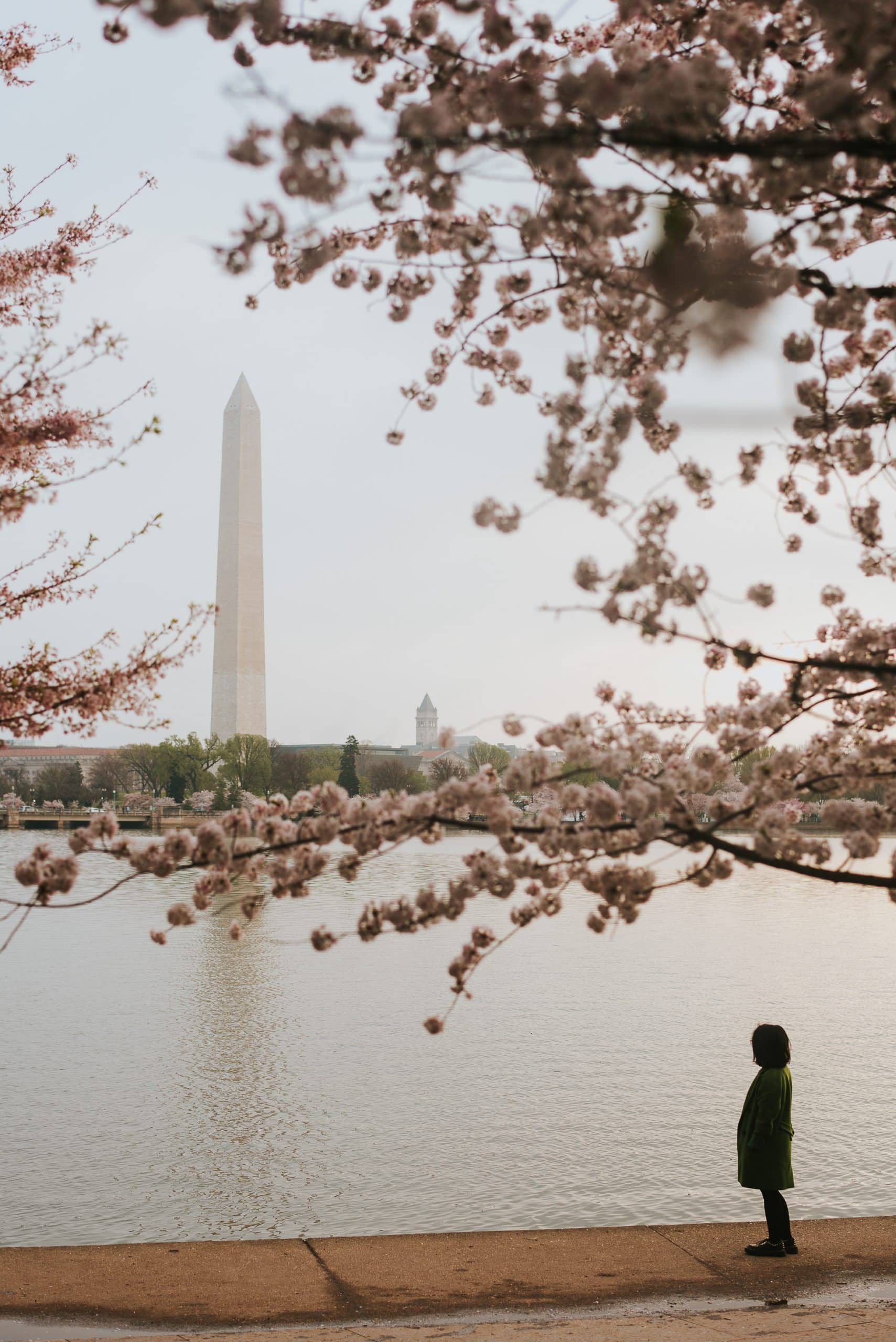 Cherry Blossoms with the Washington Monument in the background