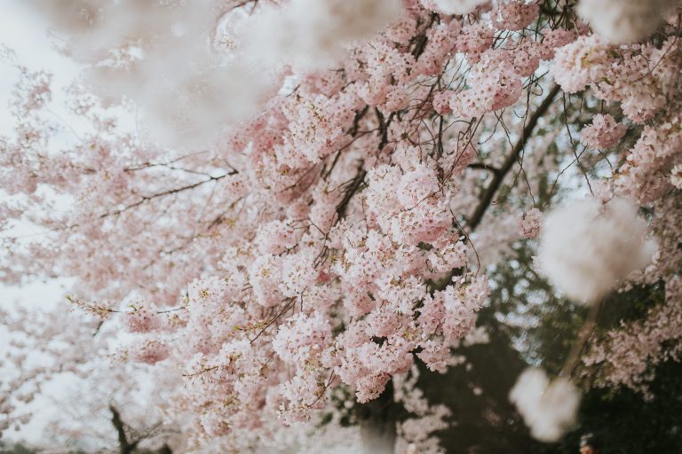 Washington, DC Cherry Blossom – Engagement Photo Guide [Updated 2021]